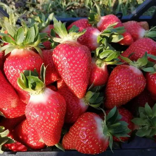 Клубника ЛЮЧИЯ  Клубника ЛЮЧИЯ в Жодино