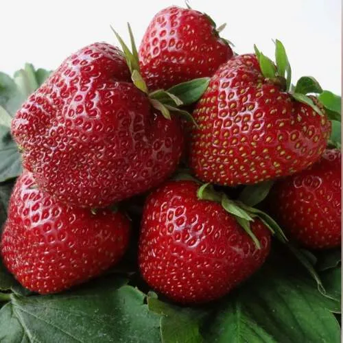 Клубника НАБИЛА  Клубника НАБИЛА в Жодино