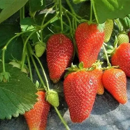 Клубника РОКСАНА  Клубника РОКСАНА в Жодино