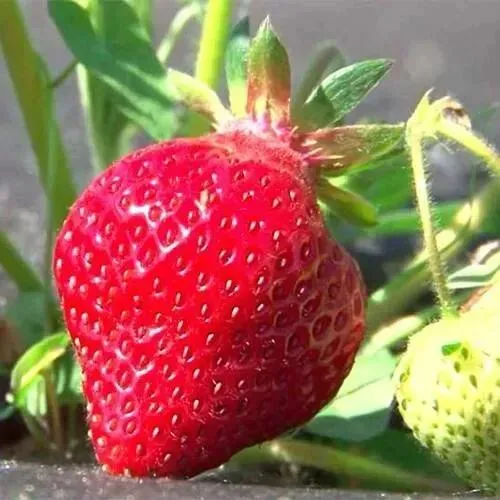 Клубника ХОНЕЙ  Клубника ХОНЕЙ в Жодино