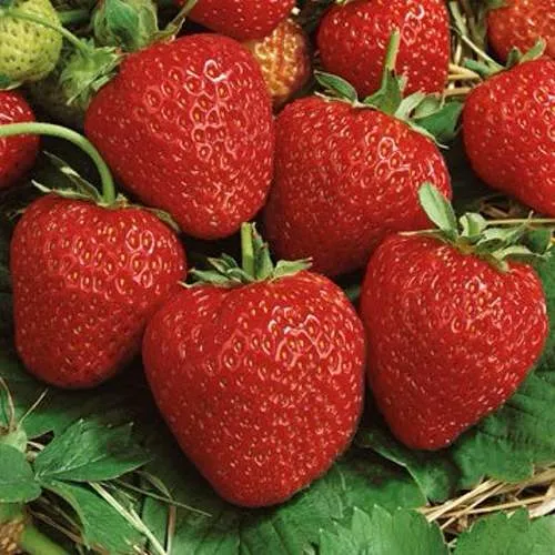 Клубника КОРОНА  Клубника КОРОНА в Жодино