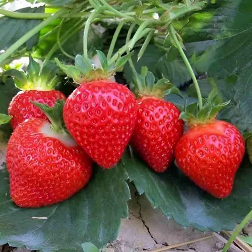 Клубника ТЕА  Клубника ТЕА в Жодино