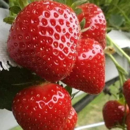 Клубника АРГЕНТЕРА  Клубника АРГЕНТЕРА в Жодино