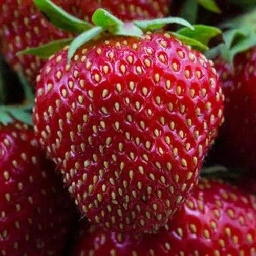 Клубника НАНДИ  Клубника НАНДИ в Жодино