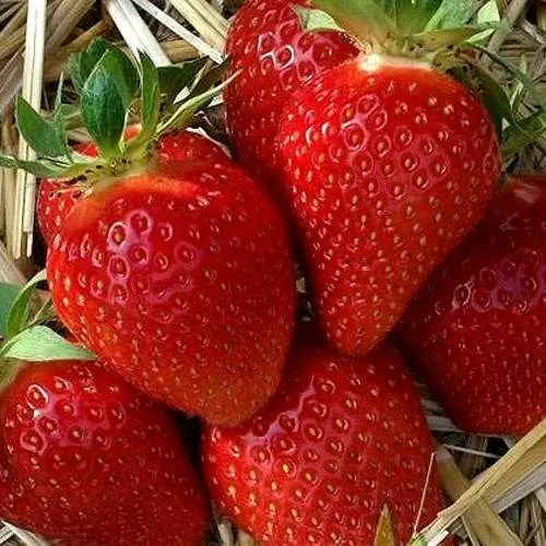 Клубника СИБИЛЛА  Клубника СИБИЛЛА в Жодино