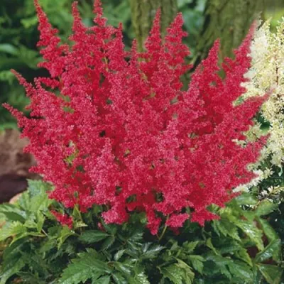 Астильба МОНТГОМЕРИ японская в Жодино