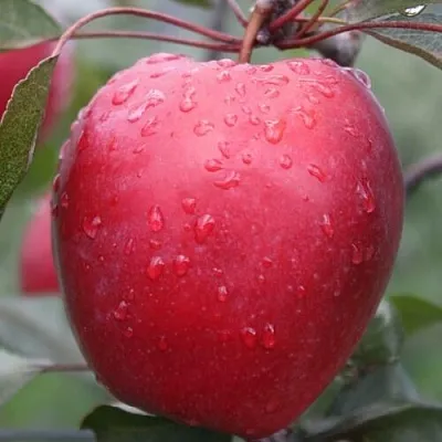 ЯБЛОНЯ СИРЕНА ЯБЛОНЯ СИРЕНА