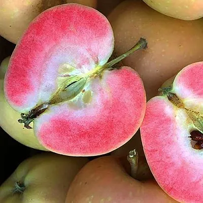 Яблоня ПИНК ПЕРЛ  Яблоня ПИНК ПЕРЛ в Жодино