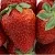 Клубника ФЛАМИНИЯ в Жодино