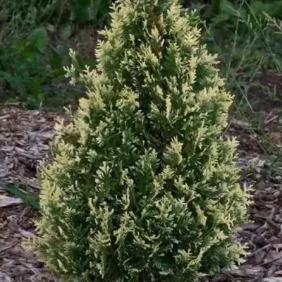 Туя БРАБАНТ ВАРИЕГАТТА западная в Жодино