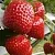 Клубника АРГЕНТЕРА в Жодино