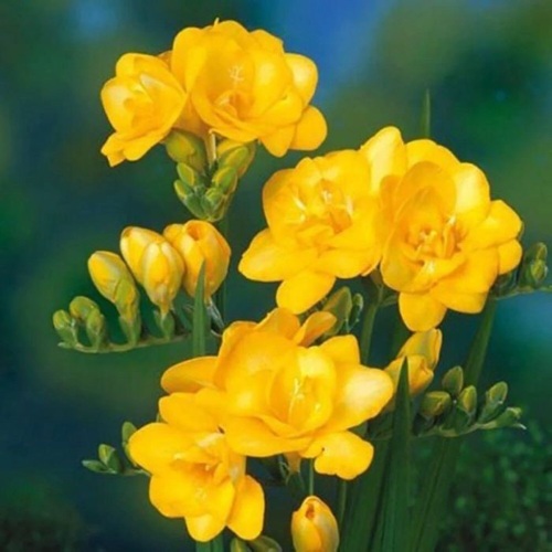 Фрезия ЙЕЛЛОУ гибридная махровая в Жодино