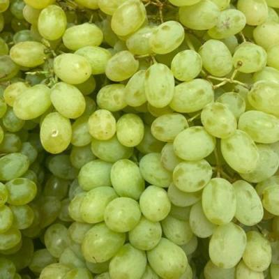 Зеленый в Жодино