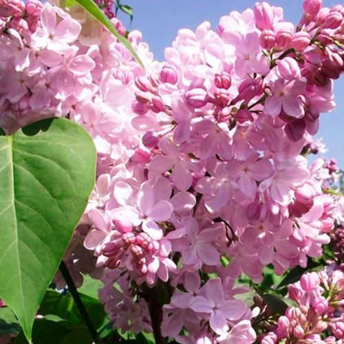 Сирень АДЕЛИНА в Жодино