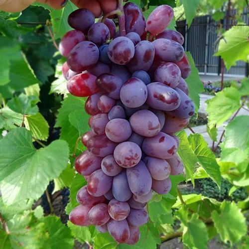 виноград Байконур