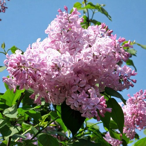 Сирень БУФФОН в Жодино