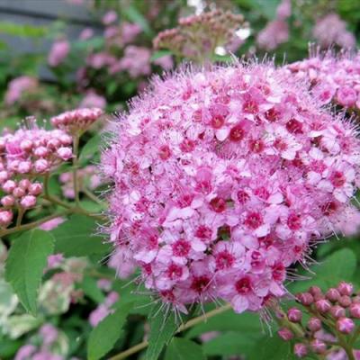 Розовая в Жодино