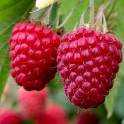 Средняя в Жодино