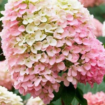 Низкорослые (карликовые) в Жодино