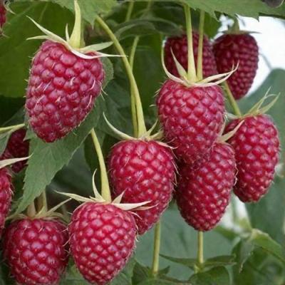 Высокая в Жодино