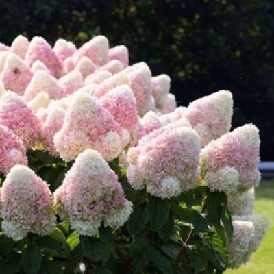 Бело-розовая в Жодино