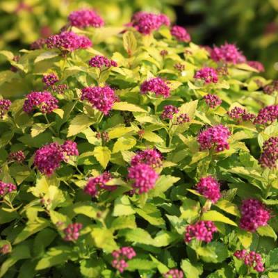 Японская в Жодино