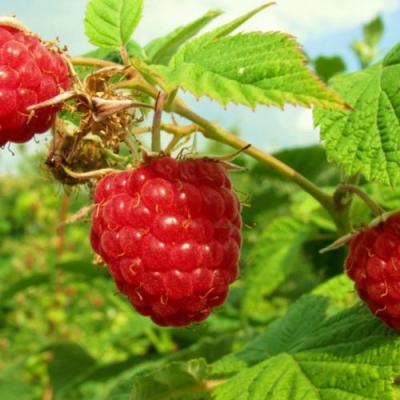 Бесшипная в Жодино