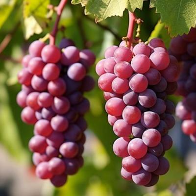 Фиолетовый в Жодино