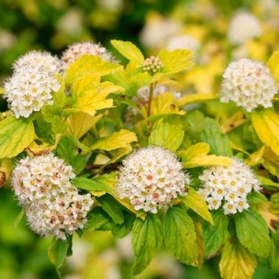 Желтый в Жодино