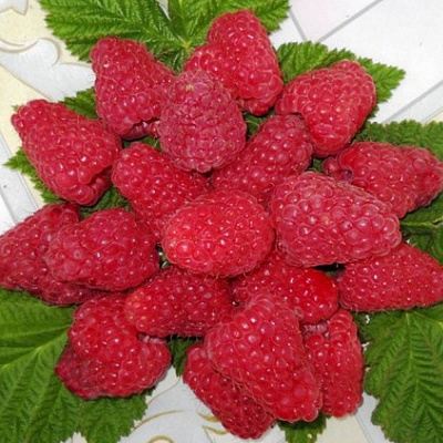 Сладкая в Жодино