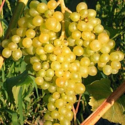 Желтый в Жодино