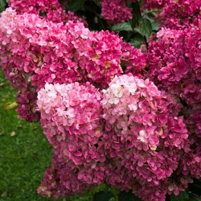 Фрайз в Жодино