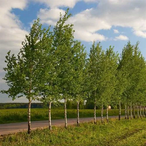 Береза обыкновенная в Жодино