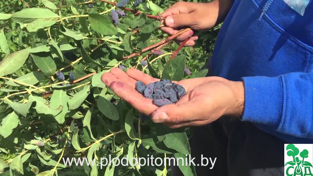 Превью видео