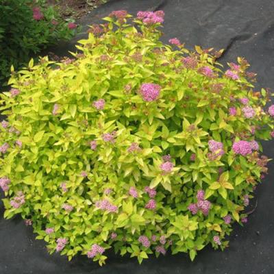 Голден в Жодино