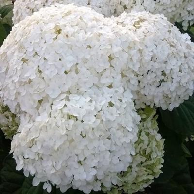 Белая в Жодино