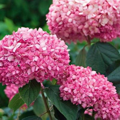 Розовая в Жодино