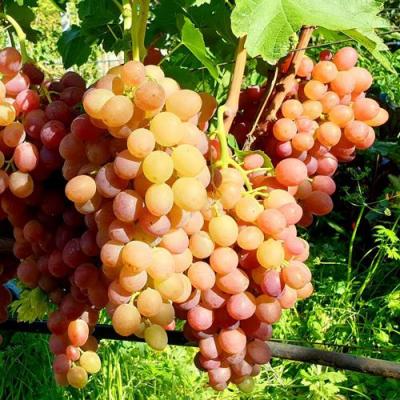 Сладкий в Жодино