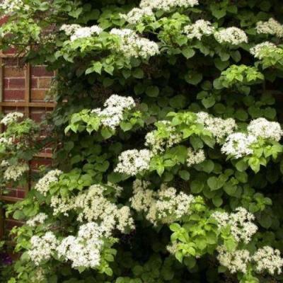 Черешковая в Жодино