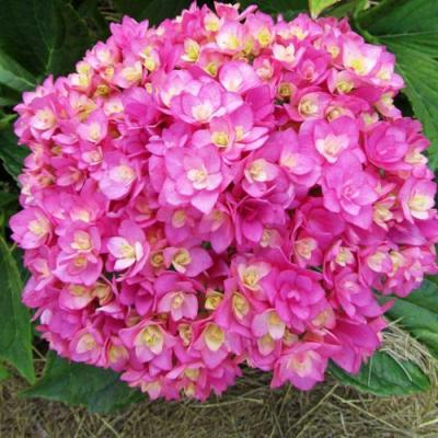 Ремонтантная в Жодино