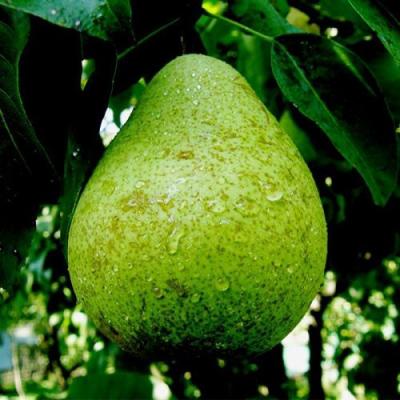 Зеленая в Жодино