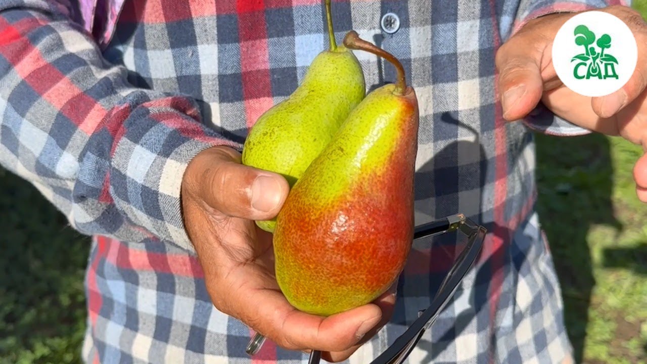 Превью видео