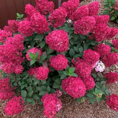 Красная в Жодино