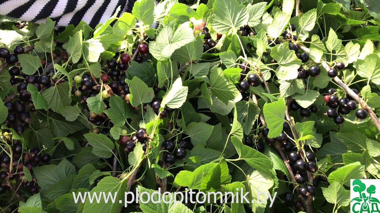 Превью видео