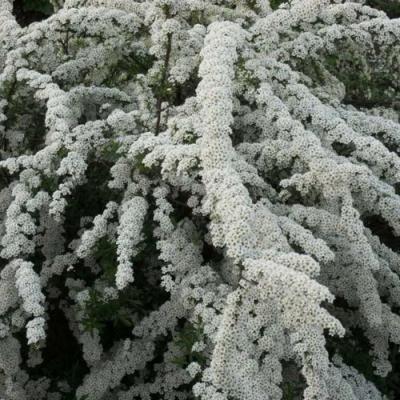 Серая в Жодино