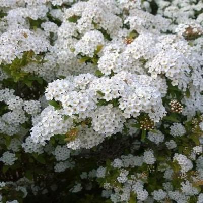 Белая в Жодино