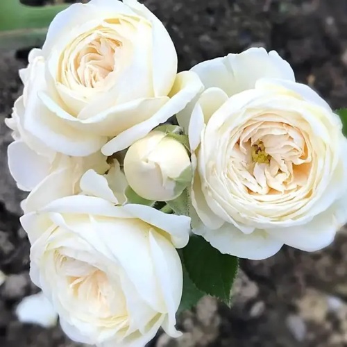 Роза АРТЕМИС шраб в Жодино