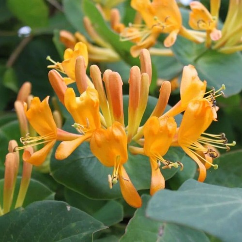 Жимолость ТЕЛЬМАНА в Жодино