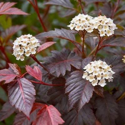 Бордовый в Жодино