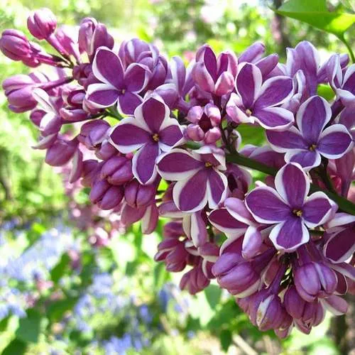 Сирень СЕНСАЦИЯ (привитая) в Жодино